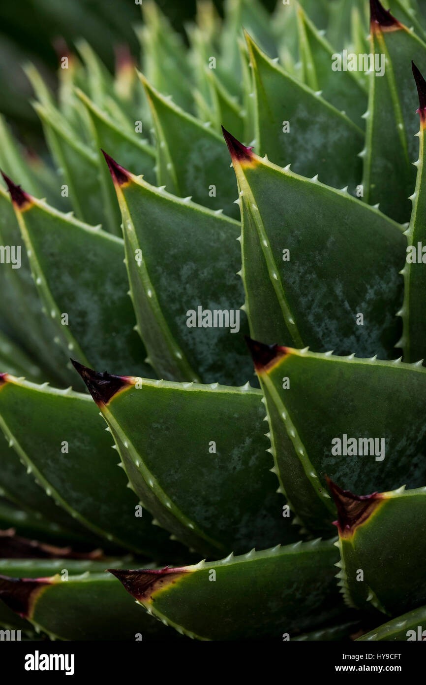 Aloe Polyphylla Spikes stacheligen Spikey Pflanze saftig Gartenarbeit Trebah Garden subtropische Stockfoto