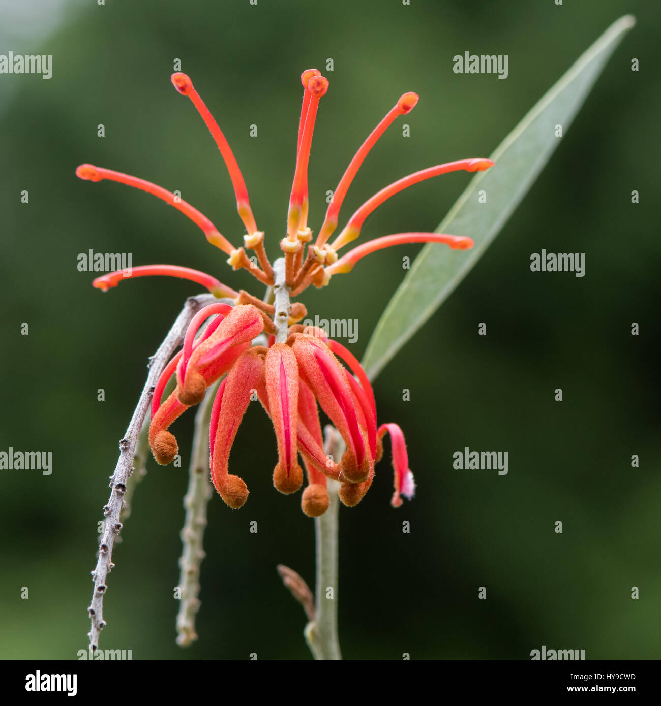 Exochorda X macrantha 'The Bride' Blumen. Rote Kelch-Röhre mit herausragenden Stil der Blüte auf kleiner Strauch in Familie Proteaceae, ursprünglich aus Australien Stockfoto