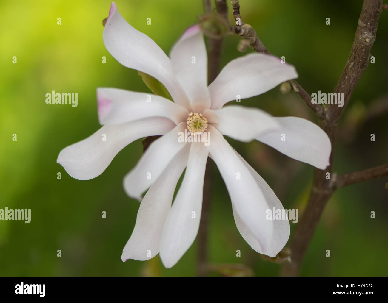 Magnolia Stellata 'Rosea' Blume. Weiße Blüte des Zierstrauch in der Familie Magnoliaceae, in Großbritannien im Frühjahr blühen Stockfoto