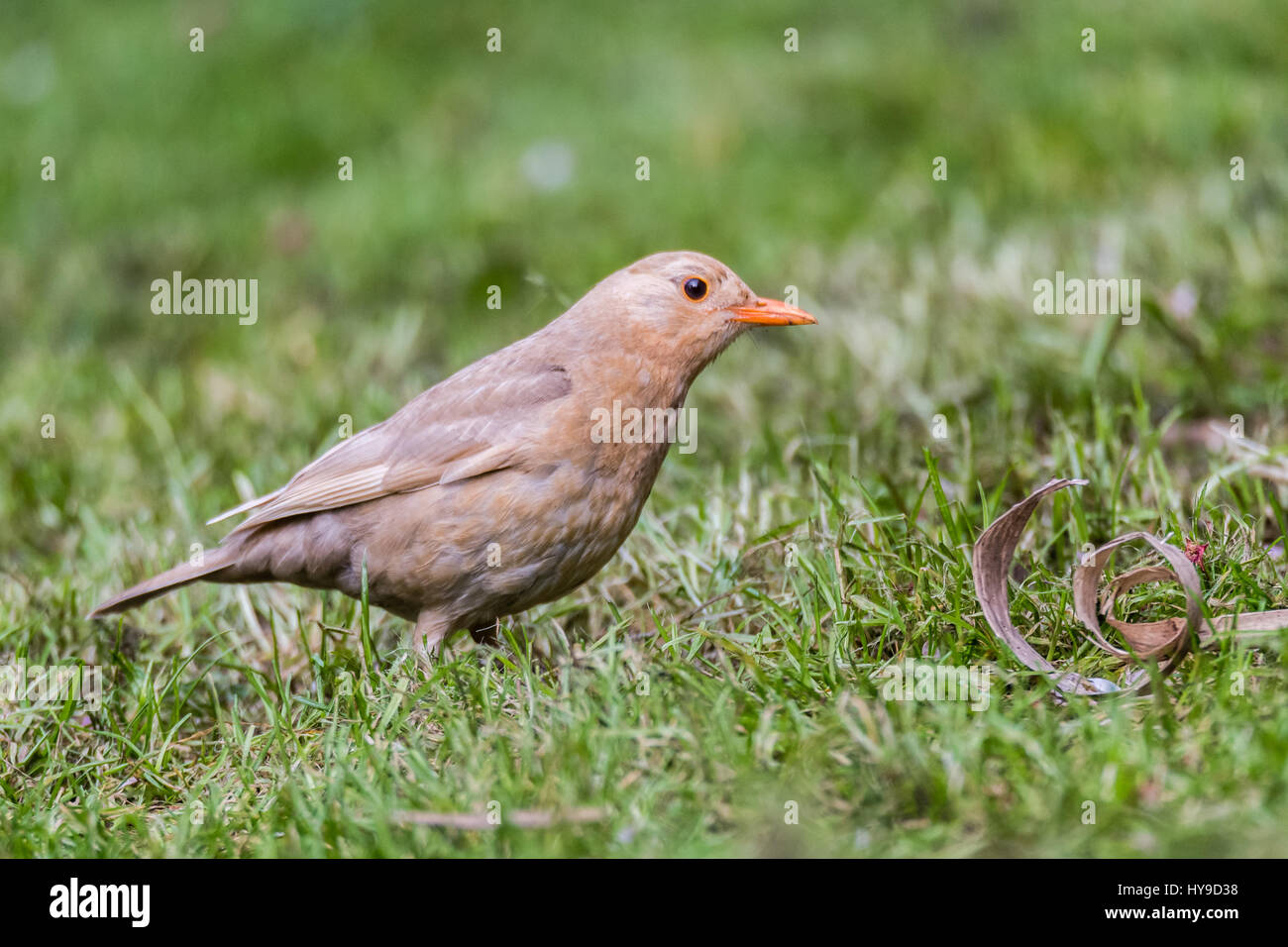 Leichte braune weibliche Amsel (Turdus Merula). Ungewöhnliche Farbe Form des Vogels in Familie Turdidae, in der Regel viel dunkler mit braunen Schnabel in Bath, Großbritannien Stockfoto