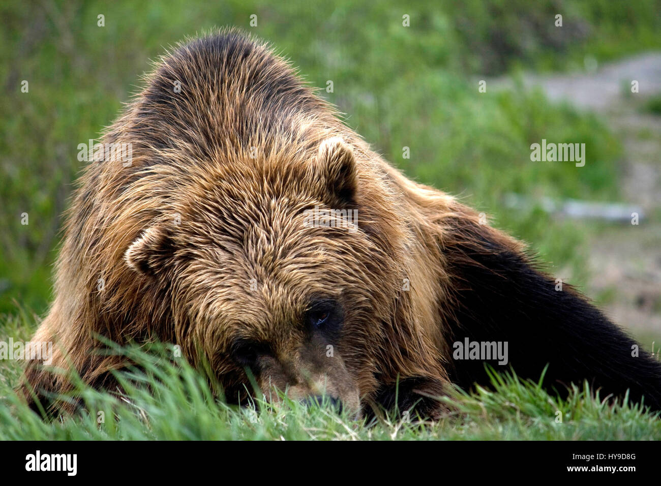 Ein Braunbär, Verlegung auf dem Boden auf einer Wiese in Alaska. Stockfoto