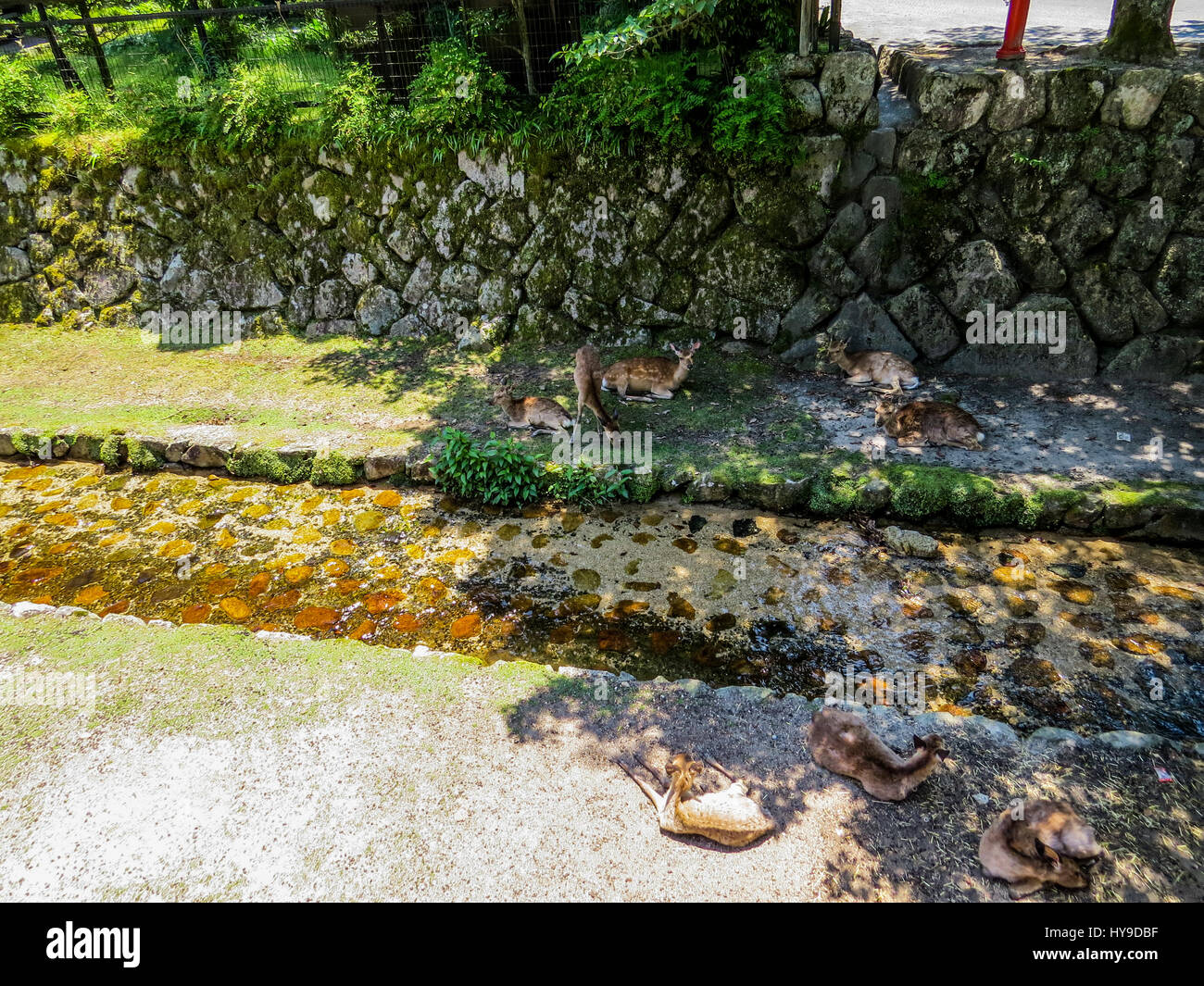 Wilde Rehe in Miyajima, Japan Stockfoto