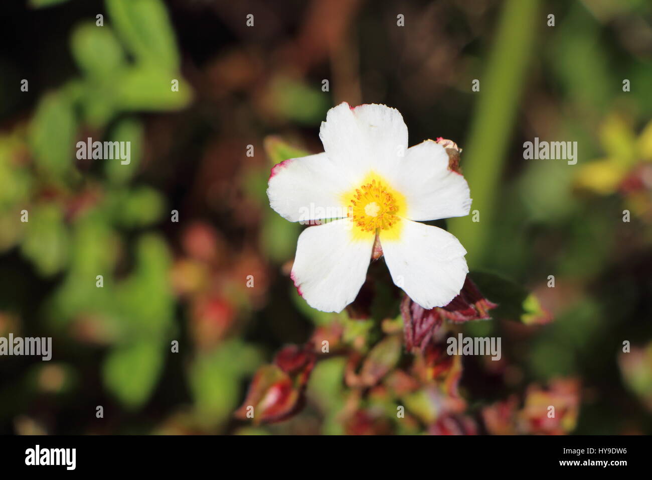Anemone Blumen in einem Garten Stockfoto