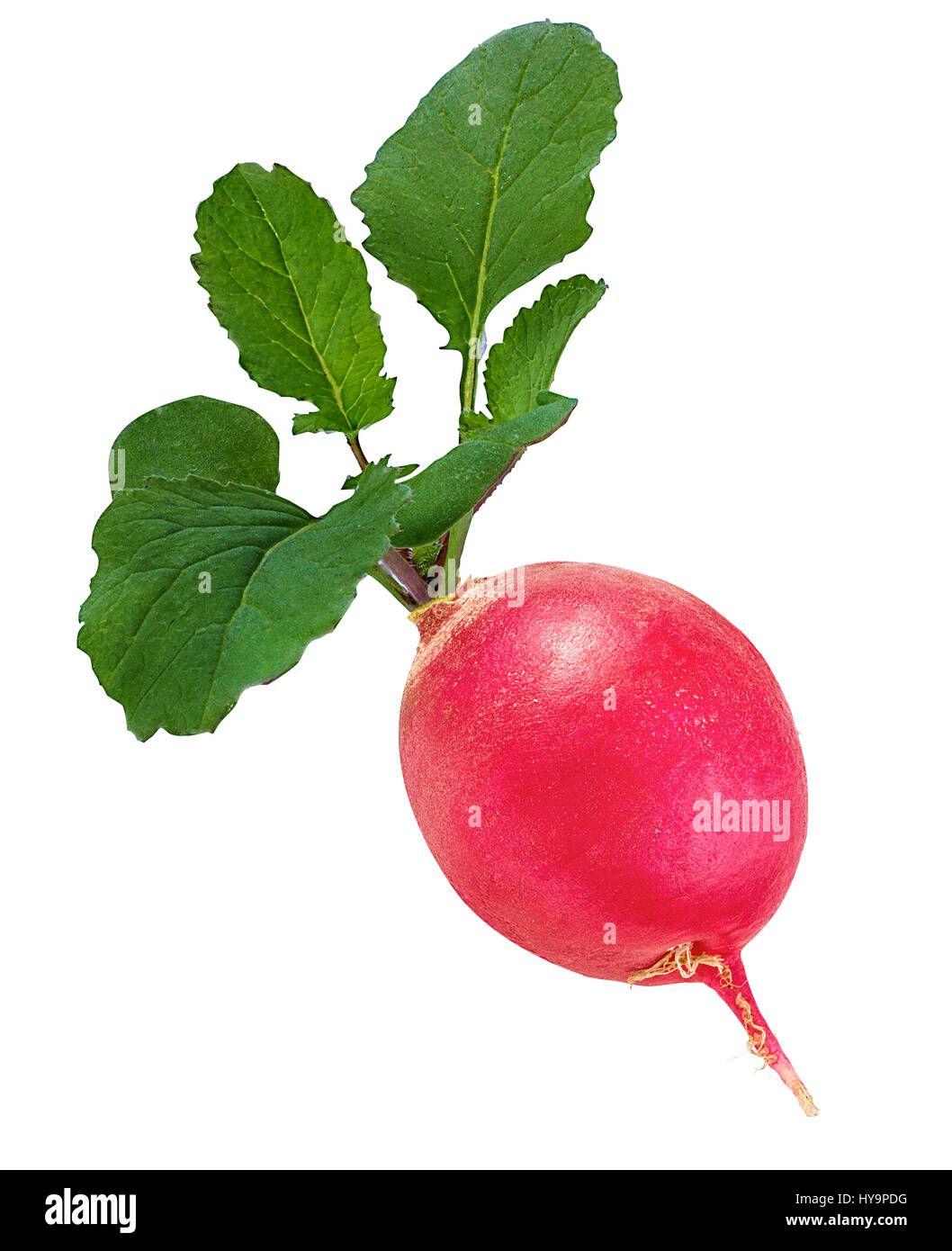 Frische Radieschen isoliert auf weiss. Stockfoto