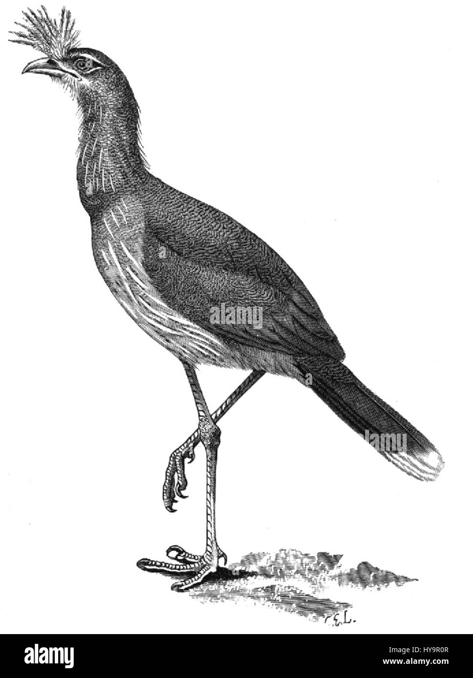 Die Cariama cristata, auch bekannt als das Kammmarkariama, ist eine in Südamerika heimische Vogelart. Es ist bekannt für sein markantes Aussehen mit einem markanten Wappen und langen Beinen, typisch für die Familie Rheidae. Stockfoto