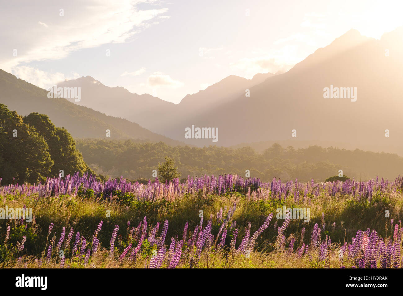 Landschaftsbild des Gebirges mit Lupinen Blumen bei Sonnenuntergang, Fjordland, Neuseeland Stockfoto