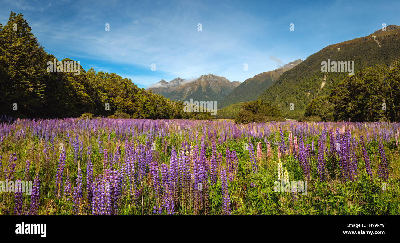 Panoramablick auf Bergtal mit bunten Lupinen Blumen, Milford Sound, Neuseeland Stockfoto