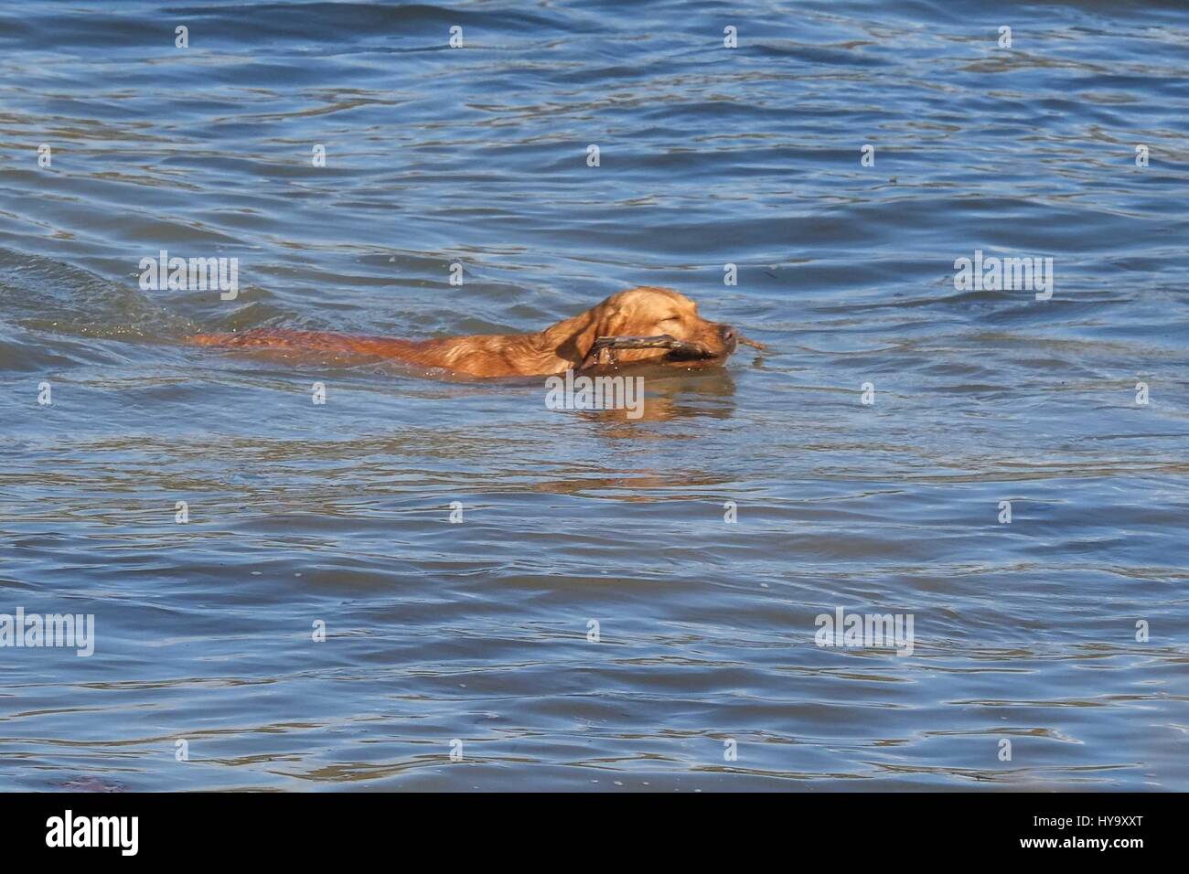 London, UK. 2. April 2017. Ein Hund braucht eine erfrischende Bad in der Themse vor dem Rennen.  Bildnachweis: Claire Doherty/Alamy Live News Stockfoto