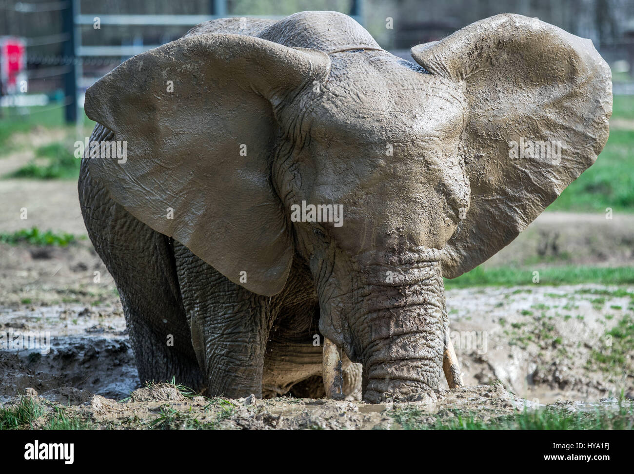 Platschow, Deutschland. 31. März 2017. Elefant Kuh Kenia nimmt ein Bad in der Elefanten-Farm in Platschow, Deutschland, 31. März 2017. Vor zwölf Jahren die Zirkusfamilie Frankello aus Mecklenburg verlassen das Geschäft und ließ sich mit ihren Elefanten in der kleinen Stadt in der Nähe der Landesgrenze zu Brandenburg. Zeichen an der Hauptstraße jetzt verkünden Platschow die "Elefanten-Stadt". Foto: Jens Büttner/Dpa-Zentralbild/Dpa/Alamy Live News Stockfoto