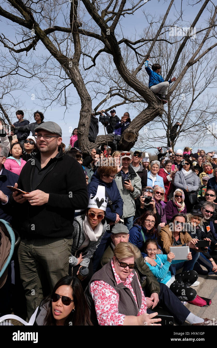 Stratford, Ontario, Kanada, 2. April 2017. Zuschauer beobachten und zu fotografieren die Stratford jährliche Swan-Parade, wenn die Stadt Schwäne zum Fluss Avon in der Feier der Ankunft des Frühlings zurück. Bildnachweis: Rubens Alarcon/Alamy Live-Nachrichten. Stockfoto