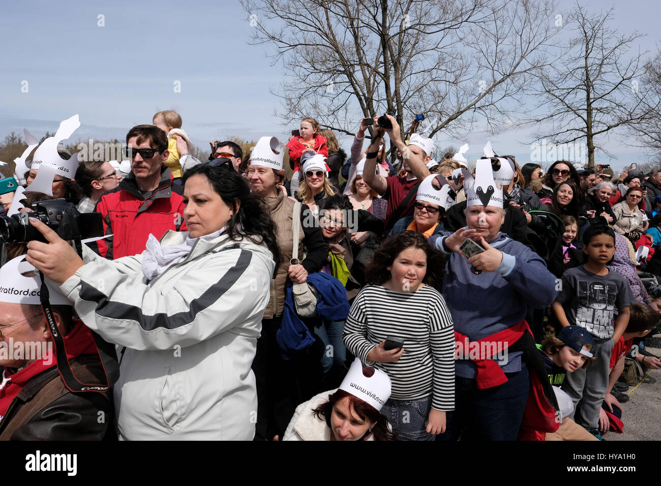 Stratford, Ontario, Kanada, 2. April 2017. Zuschauer beobachten und zu fotografieren die Stratford jährliche Swan-Parade, wenn die Stadt Schwäne zum Fluss Avon in der Feier der Ankunft des Frühlings zurück. Bildnachweis: Rubens Alarcon/Alamy Live-Nachrichten. Stockfoto