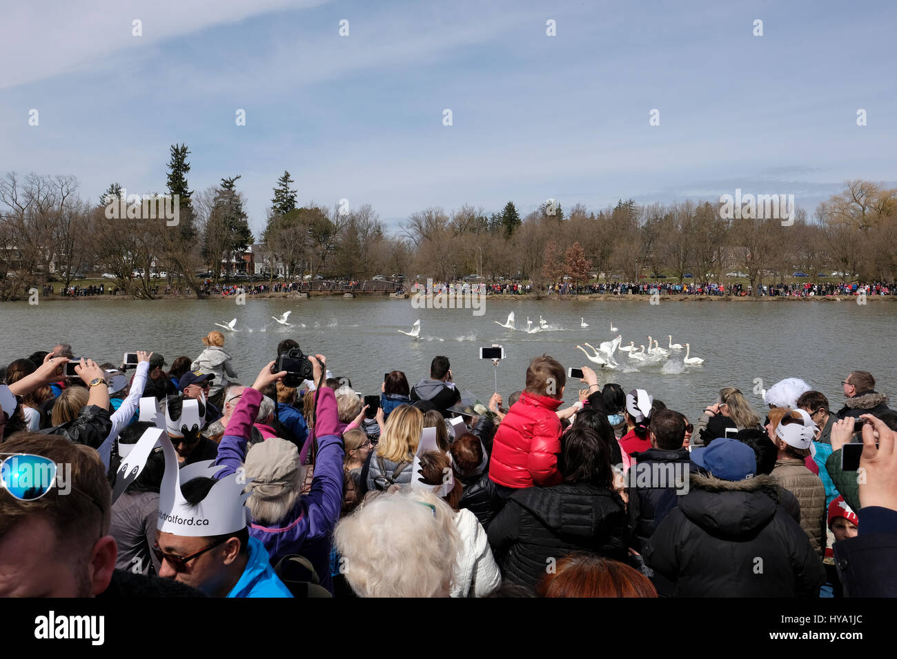 Stratford, Ontario, Kanada, 2. April 2017. Tausende von Menschen versammeln sich zum der Stratford jährliche Swan-Parade, wenn die Stadt Schwäne zum Fluss Avon in der Feier der Ankunft des Frühlings zurück. Bildnachweis: Rubens Alarcon/Alamy Live-Nachrichten. Stockfoto