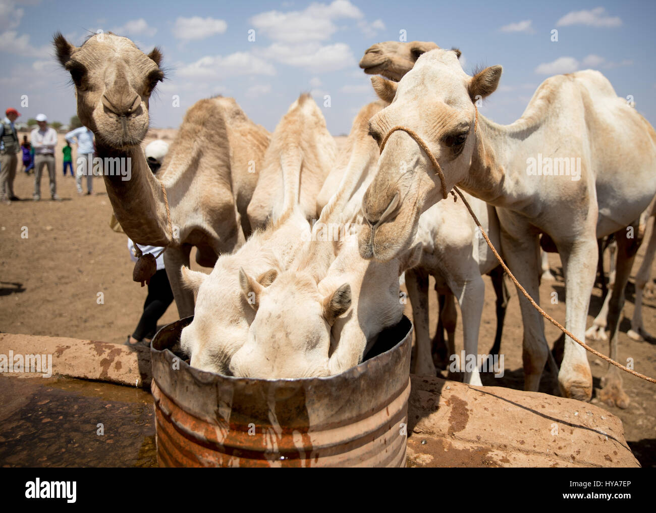 Kamele trinken Wasser in Waaf Dhuug, in der Dürre geplagt Somali Region, Äthiopien, 3. April 2017. Bundesminister für wirtschaftliche Zusammenarbeit und Entwicklung, fliegt Gerd Mueller nach Äthiopien, wo Millionen von Menschen derzeit auf Nahrungsmittelhilfe angewiesen sind. Foto: Kay Nietfeld/dpa Stockfoto