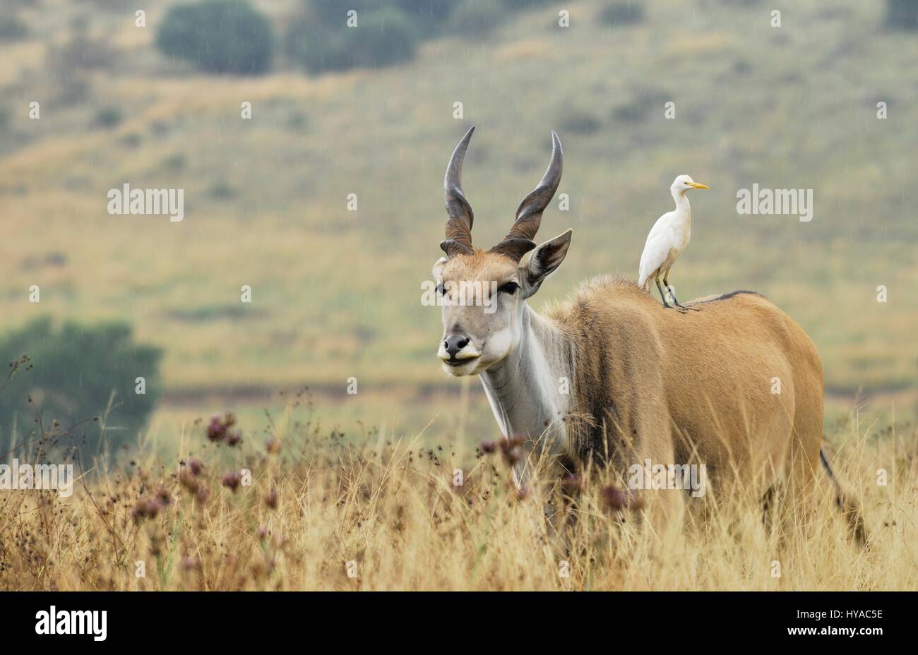 Gemeinsame Eland Kuhreiher steht auf dem Rücken im Wildreservat in Südafrika Stockfoto