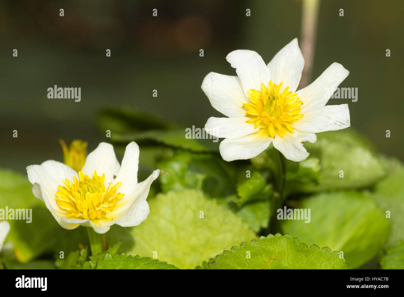 Weißen Blüten der ausgewählten Form der Frühling blühenden Marsh Marigold, Caltha Palustris 'Alba' Stockfoto