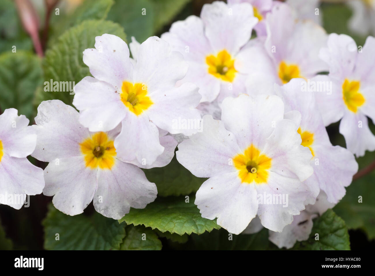 Blassen lila Blütenblätter umgeben das gelbe Auge der hardy Primel, Primula "Iris Mainwairing" Stockfoto