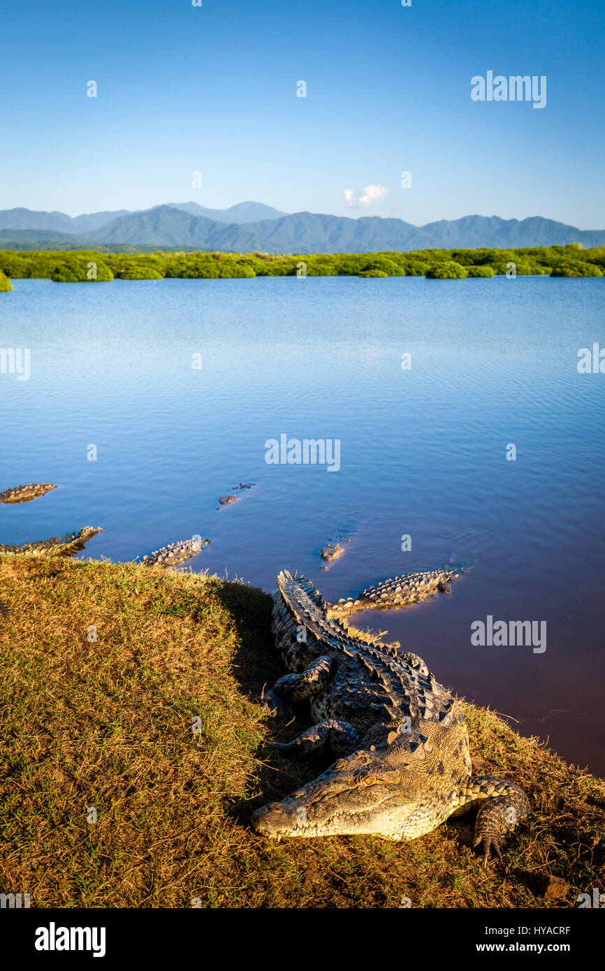 Krokodile säumen die Bucht in der Nähe von San Blas, Nayarit, Mexiko. Stockfoto