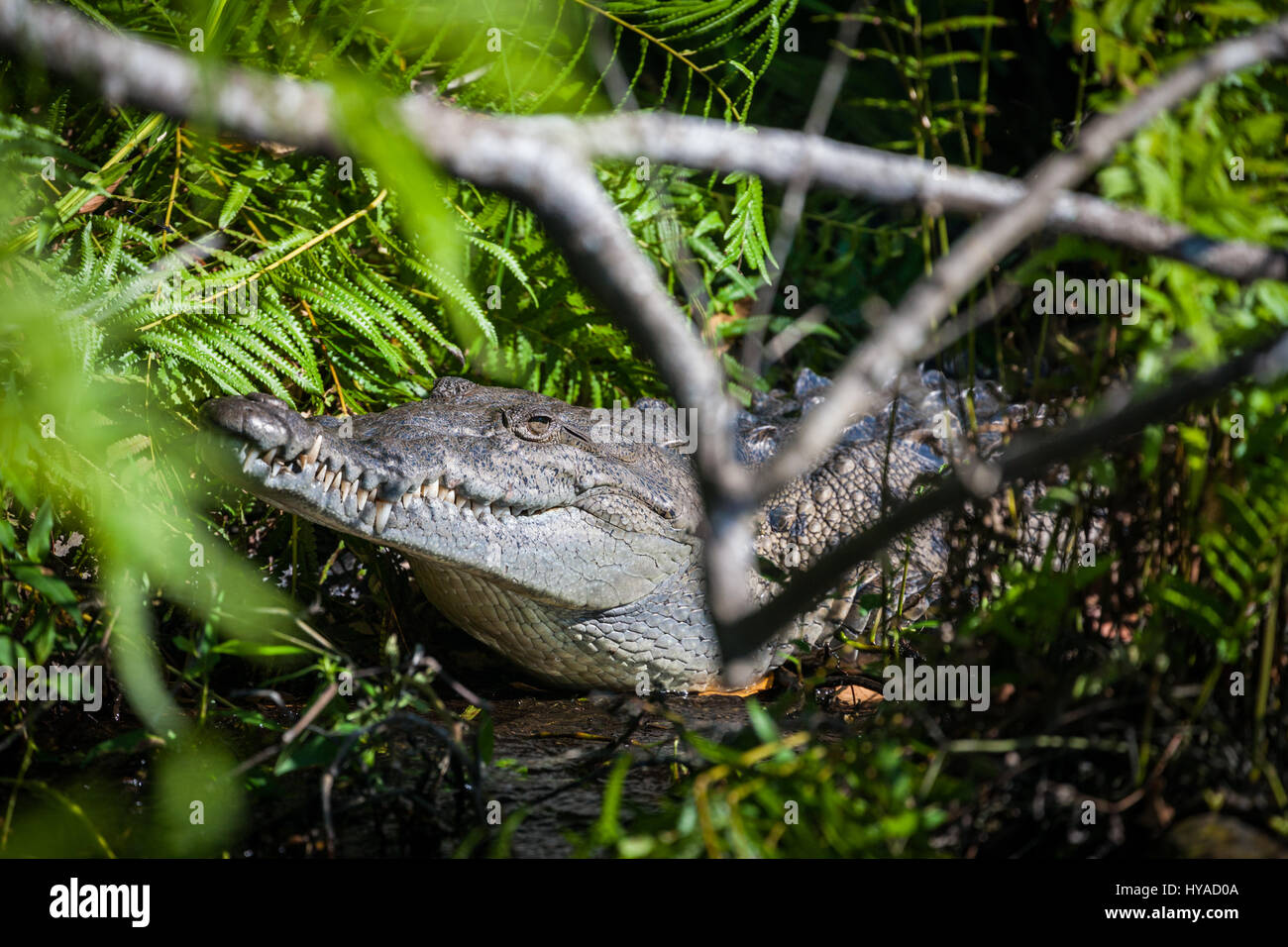 Einem großen, wilden Krokodil entlang des Flusses im Naturschutzgebiet Tovara in San Blas, Mexiko. Stockfoto