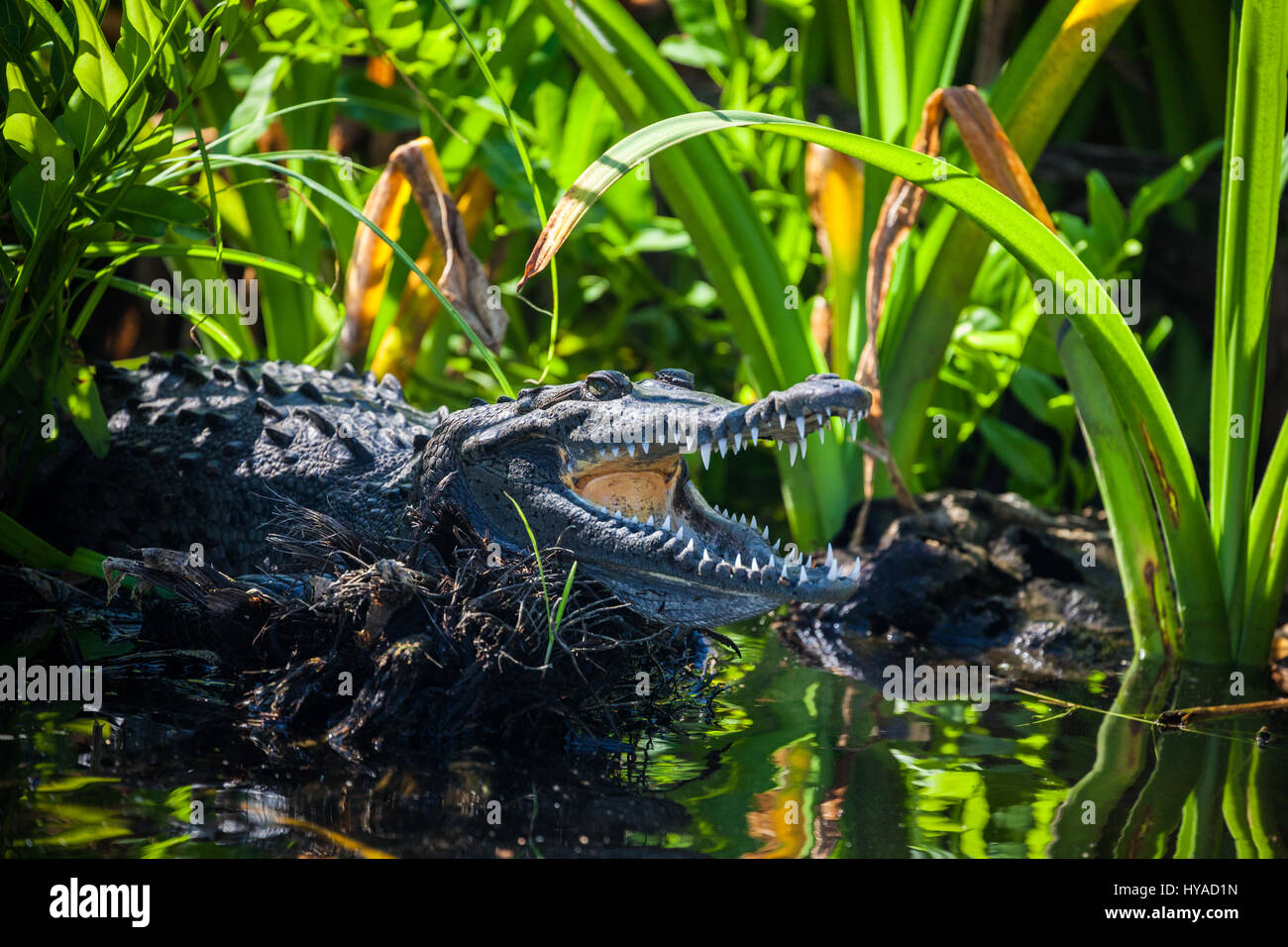 Ein Krokodil entlang des Flussufers des Naturschutzgebietes Tovara in San Blas, Mexiko. Stockfoto