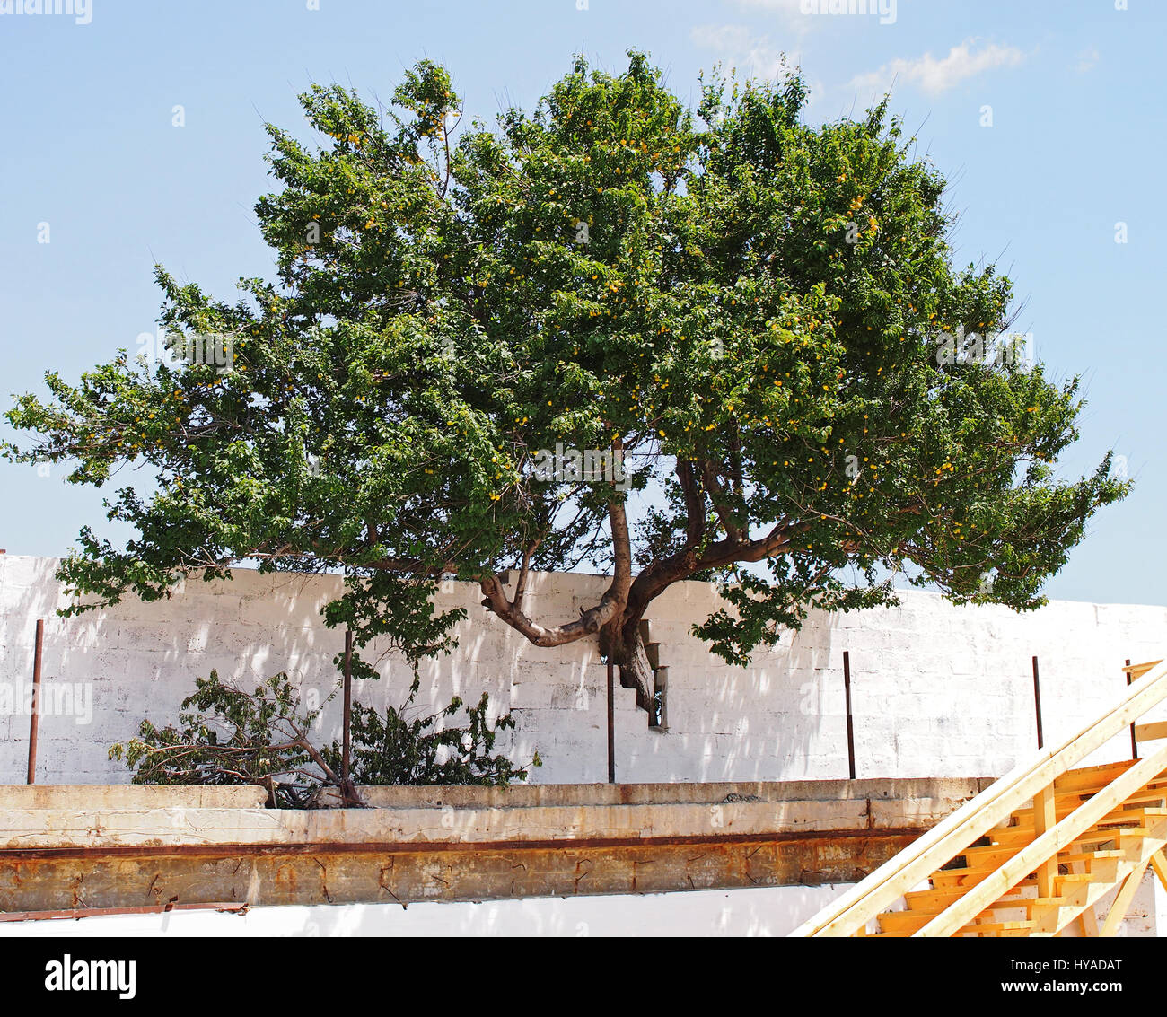 Pflaume-Baum wächst durch Öffnung in der Wand Schneiden von Menschen Stockfoto