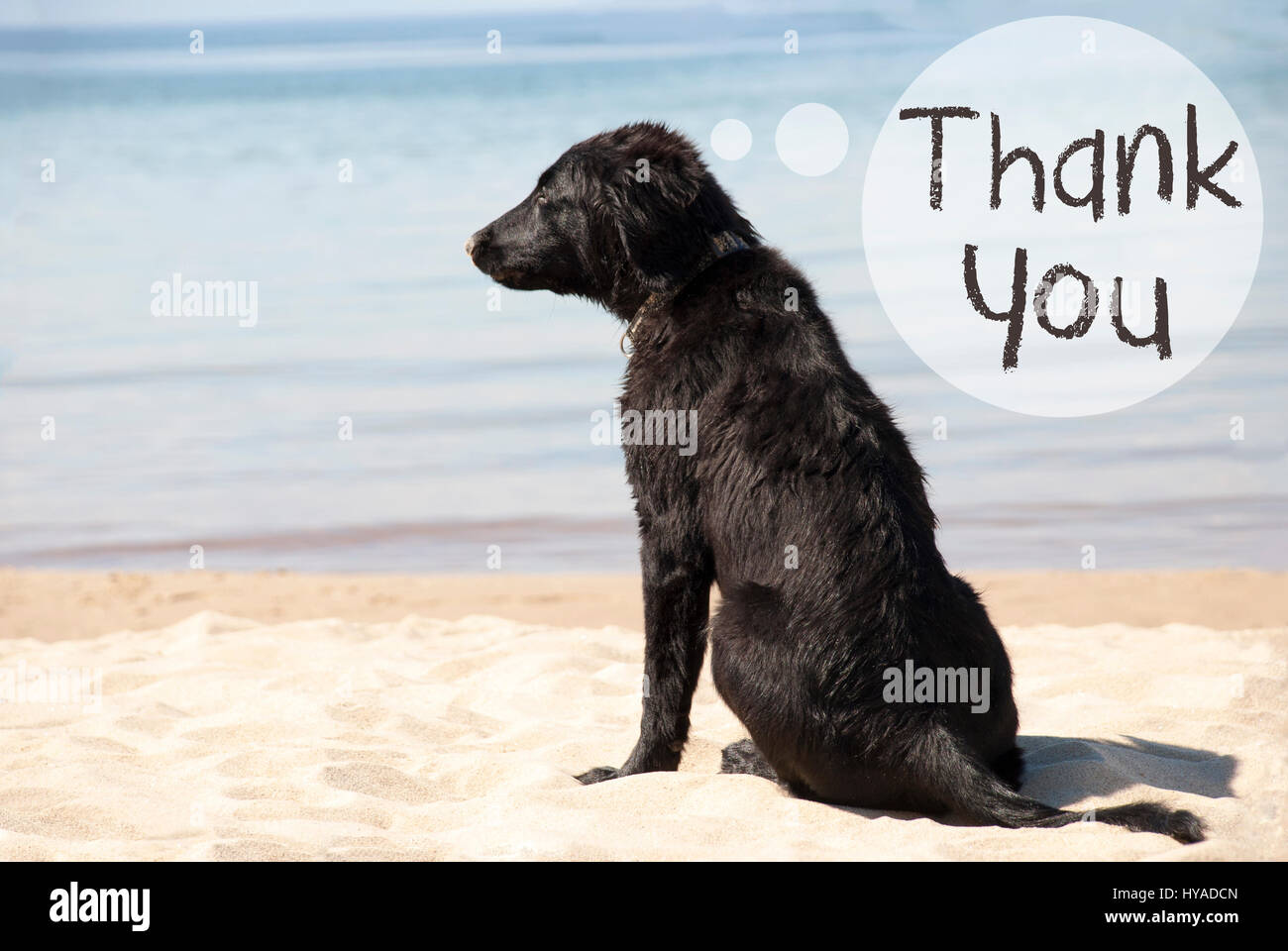 Hund im Sandy Beach, Text-danke Stockfotografie - Alamy