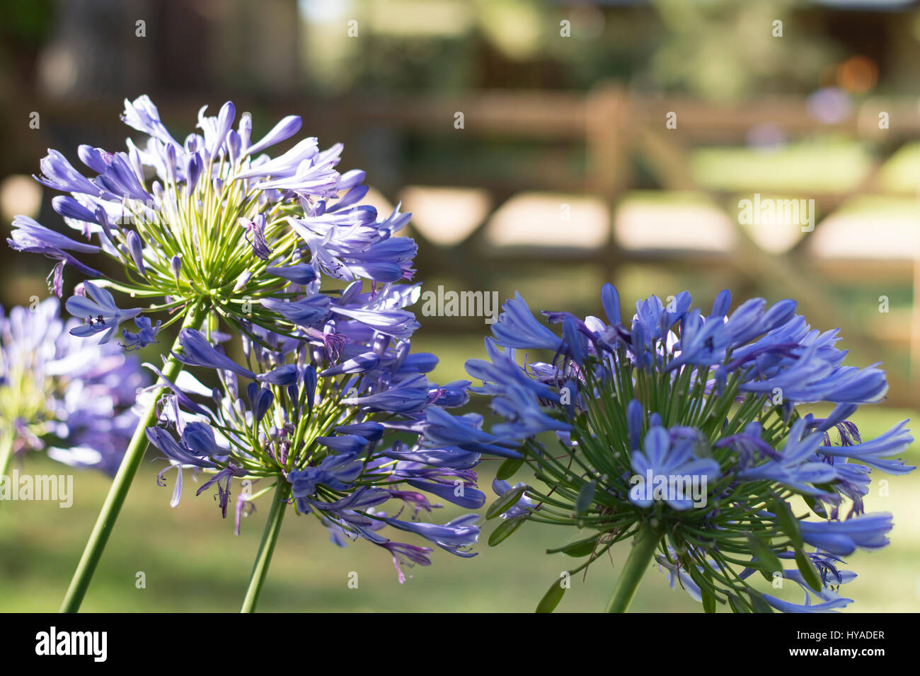 Agapanthus Blumen, blaue Schmucklilie Stockfoto