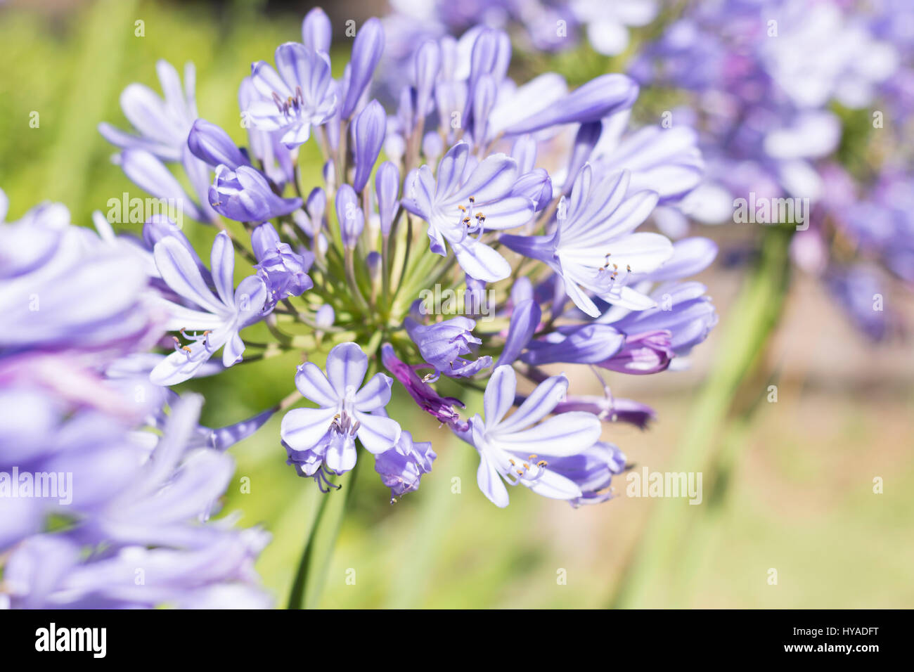 Agapanthus Blumen, blaue Schmucklilie Stockfoto