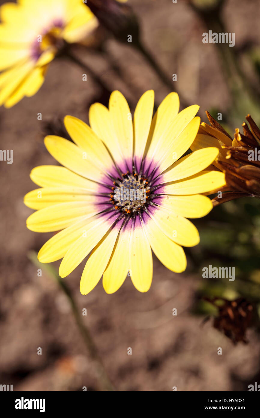 Gelbe Blüten auf eine blauäugige Schönheit Daisy von Osteospermum Gattung Blüten in einem Frühlingsgarten. Stockfoto