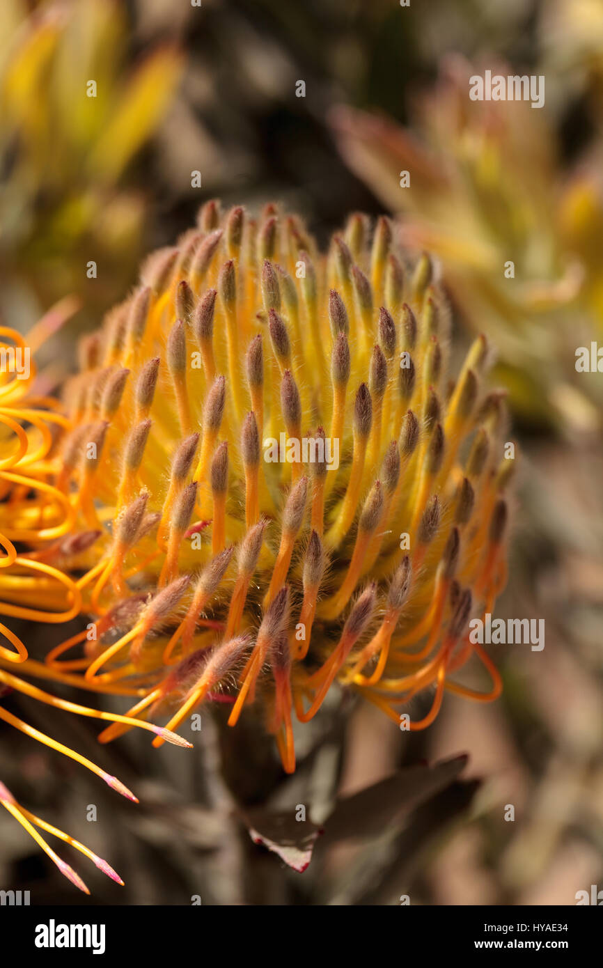 Goldfinger Nadelkissen protea Blume der Gattung Leucospermum Stockfoto