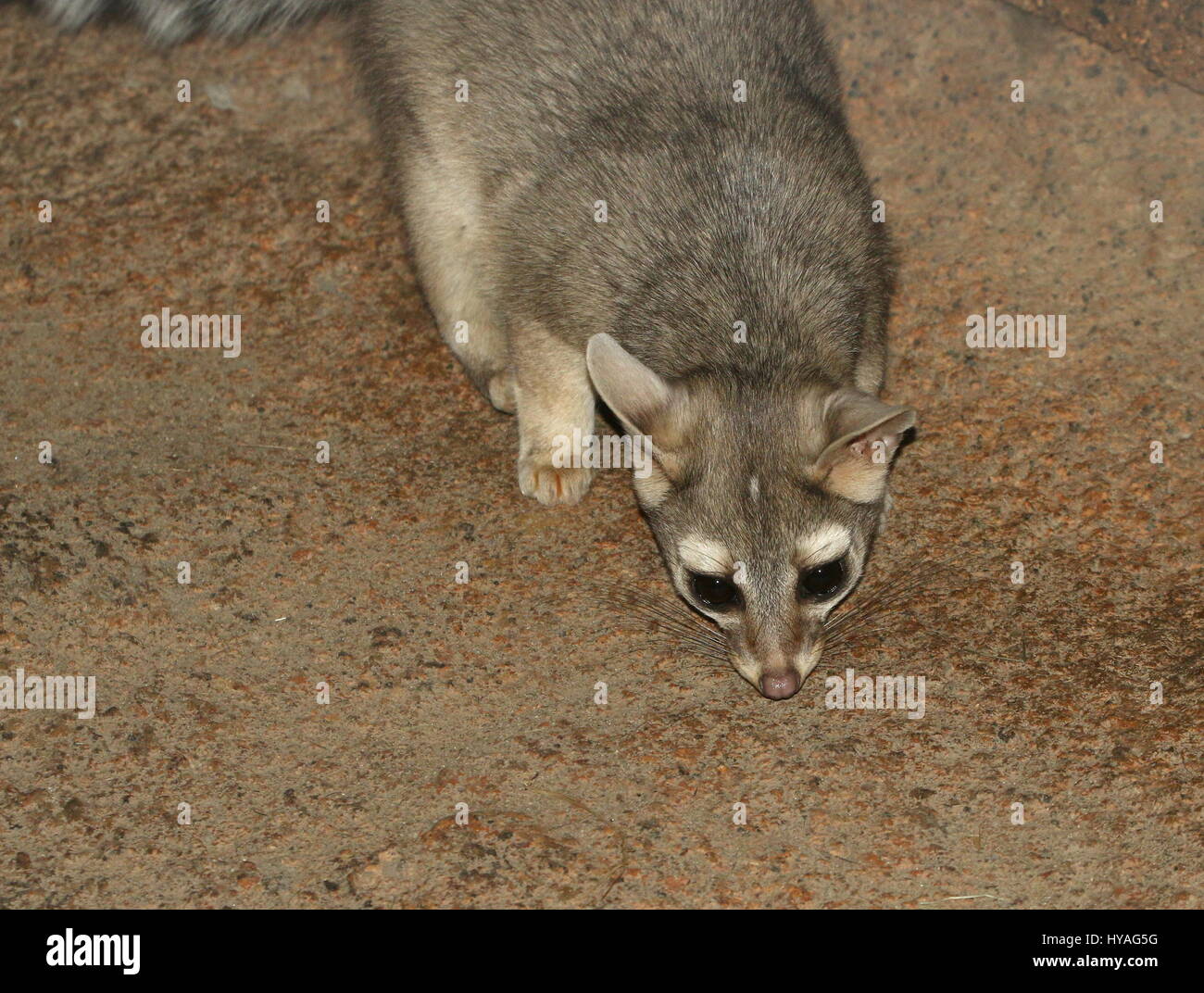 North American / mexikanische Katta Katze (Bassariscus Astutus) auf der Pirsch. Stockfoto