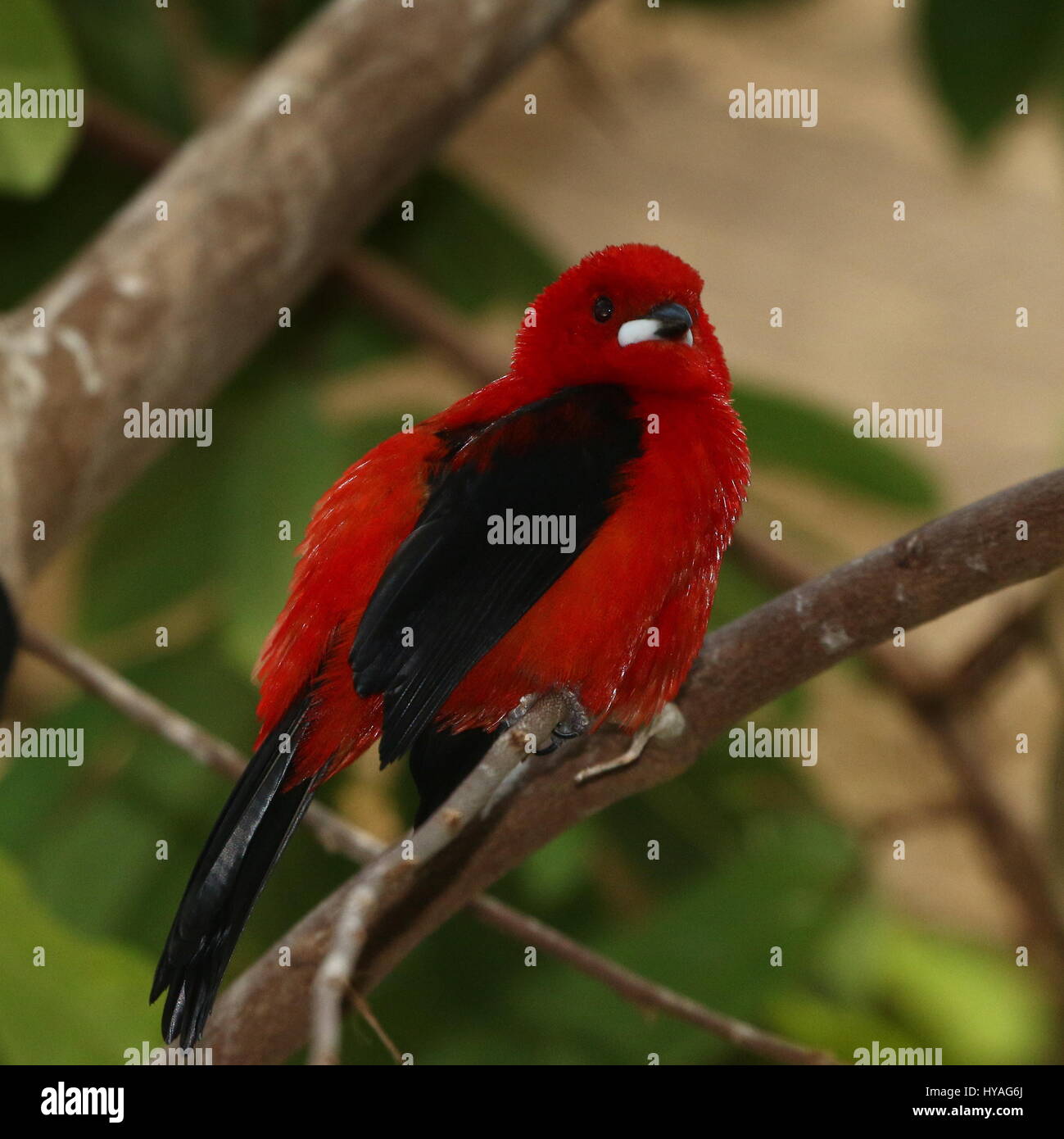 Brasilianische Tanager-Männchen (Ramphocelus Bresilius) in einem Baum Stockfoto