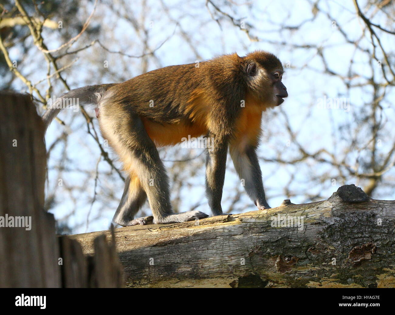 Central African Golden bellied Mangabey (Cercocebus Chrysogaster) läuft auf einem Ast Stockfoto