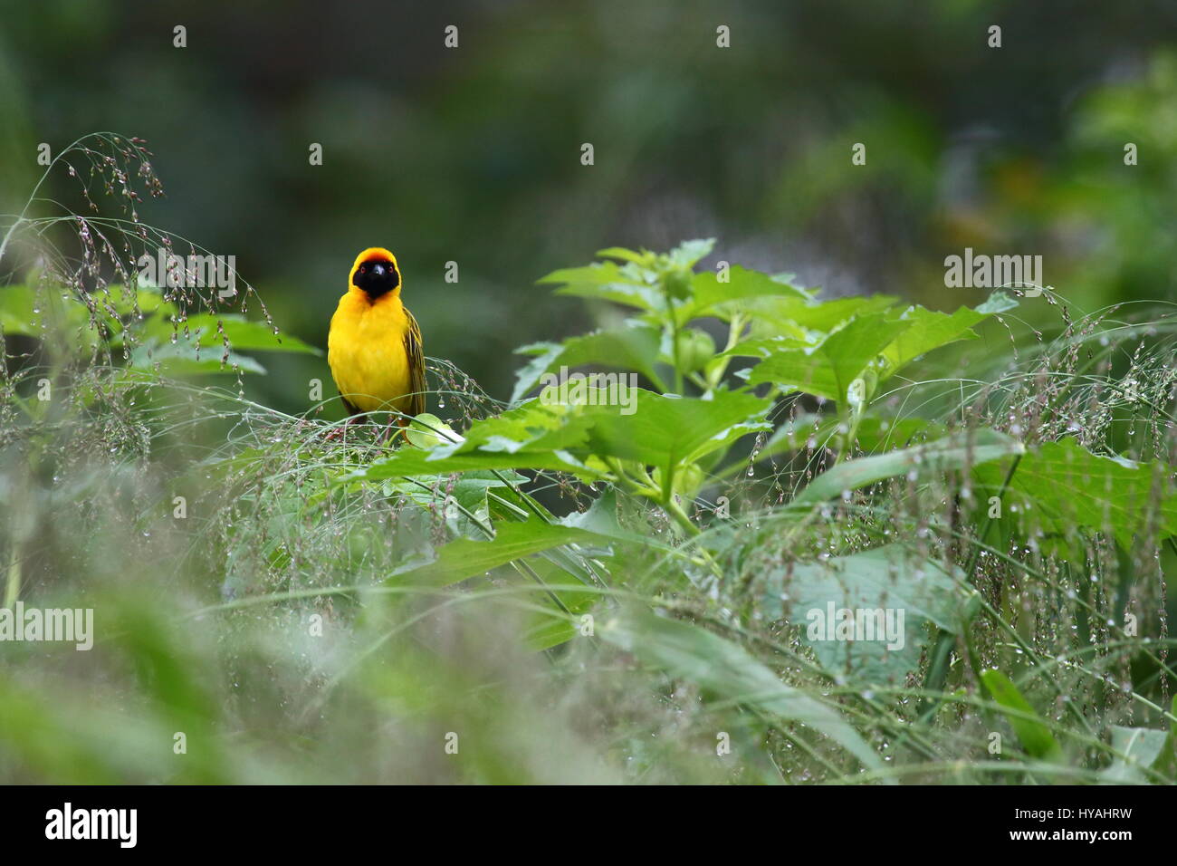 Afrikanische oder südlichen maskierte Weber Ploceus Velatus männlich in der Zucht Gefieder. Lusaka, Sambia, Afrika Stockfoto