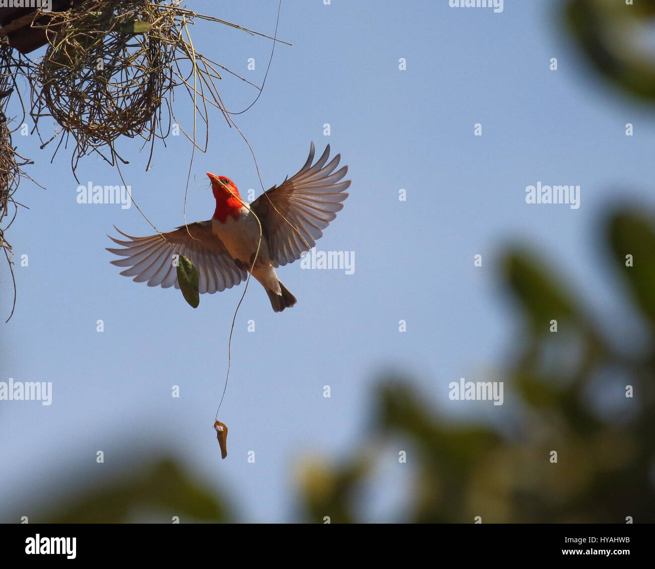 Rothaarige Weber Anaplectes rubriceps Stockfoto