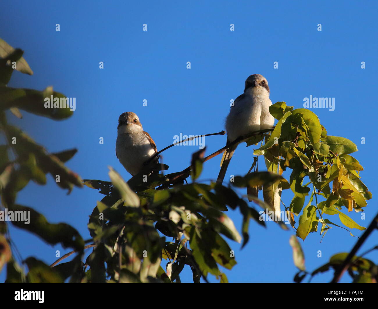 Souza Shrike Lanius Souzae, Lusaka, Sambia, Süd-Zentral-Afrika Stockfoto