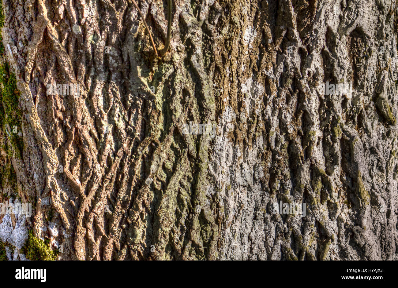 High Dynamic Range Image der Rinde am Stamm der Asche Baum. Aufgenommen in Schottland, Großbritannien. Stockfoto