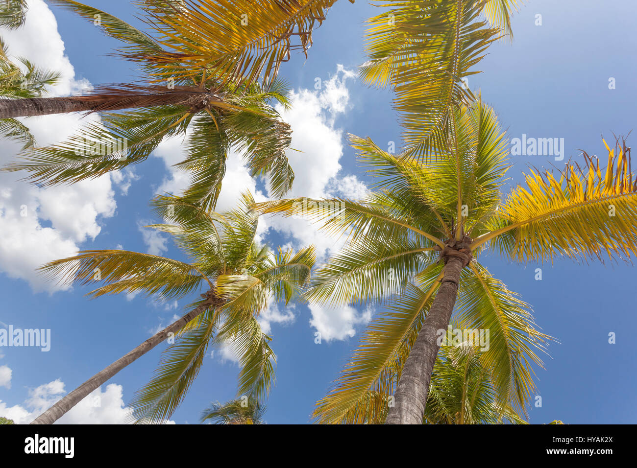 Kokosnuss-Palmen in einem tropischen Paradies Stockfoto