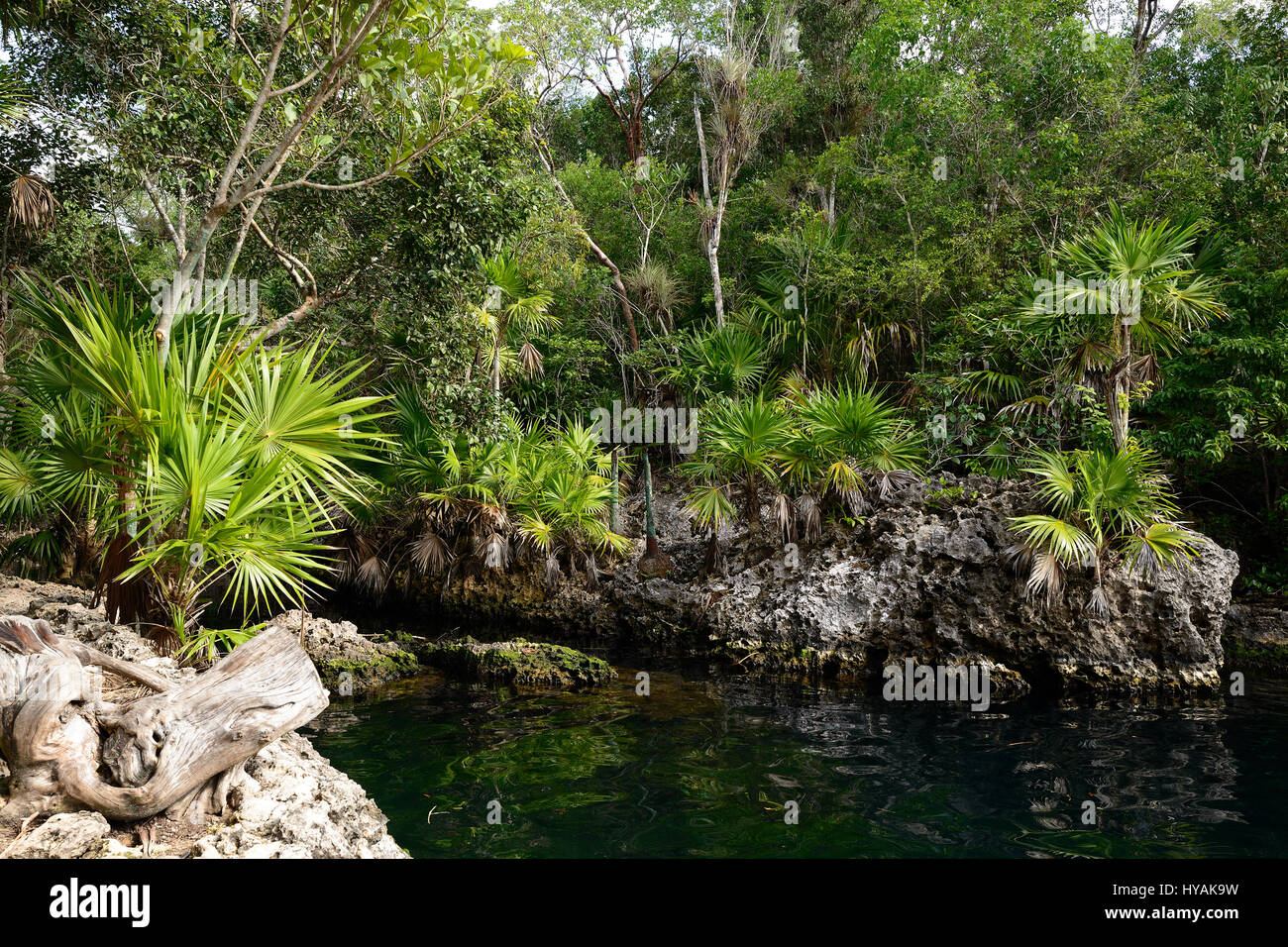 Cueva de Los Peces ist es ein 70 m tiefen Cenote auf der Südküste Kubas in der Nähe von Giron Strand Stockfoto