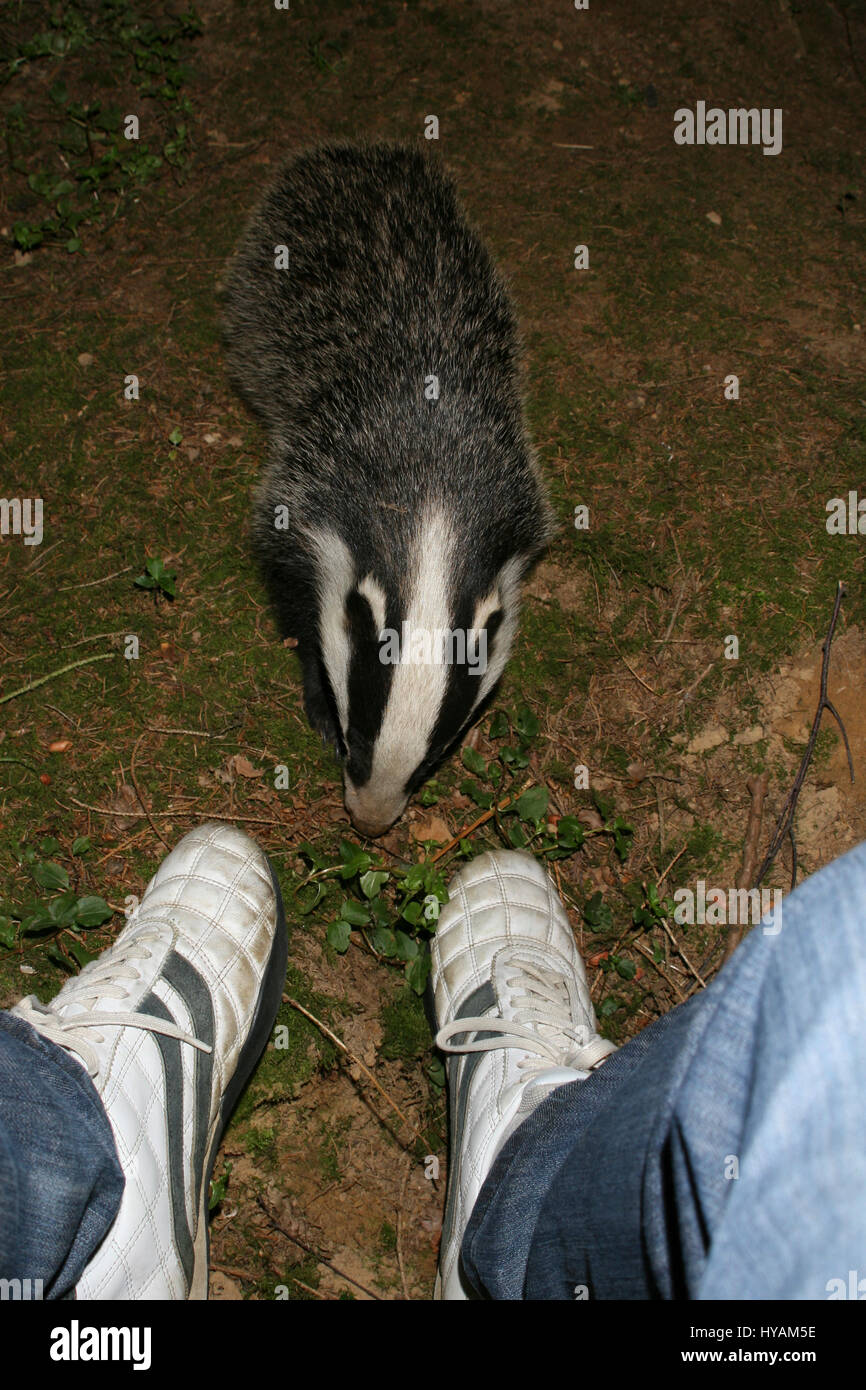 CRANLEIGH, SURREY, Großbritannien: Badger Whisperer Neil Longhurst Gemeinden mit seinen Freunden Dachs. Ein Dachs Whisperer, der 40 Jahre seines Lebens studieren die Kreaturen widmet "wird nicht verantwortlich für seine Handlungen über Dachs stattfinden" Keulen. Teamleiter Neil Longhurst (55) aus Cranleigh, Surrey sieht genau wie die Farbe des Fells die Frage der Keulung Dachse als schwarz/weiß.  Er ist völlig gegen diese niedlichen britische Kreaturen Schaden und verbringt durchschnittlich 20 Stunden pro Woche in ihrem Unternehmen. Bilder zeigen diese meist nervös und schüchtern Allesfresser völlig unbefangen in Neils Präsenz, auch Essen Stockfoto