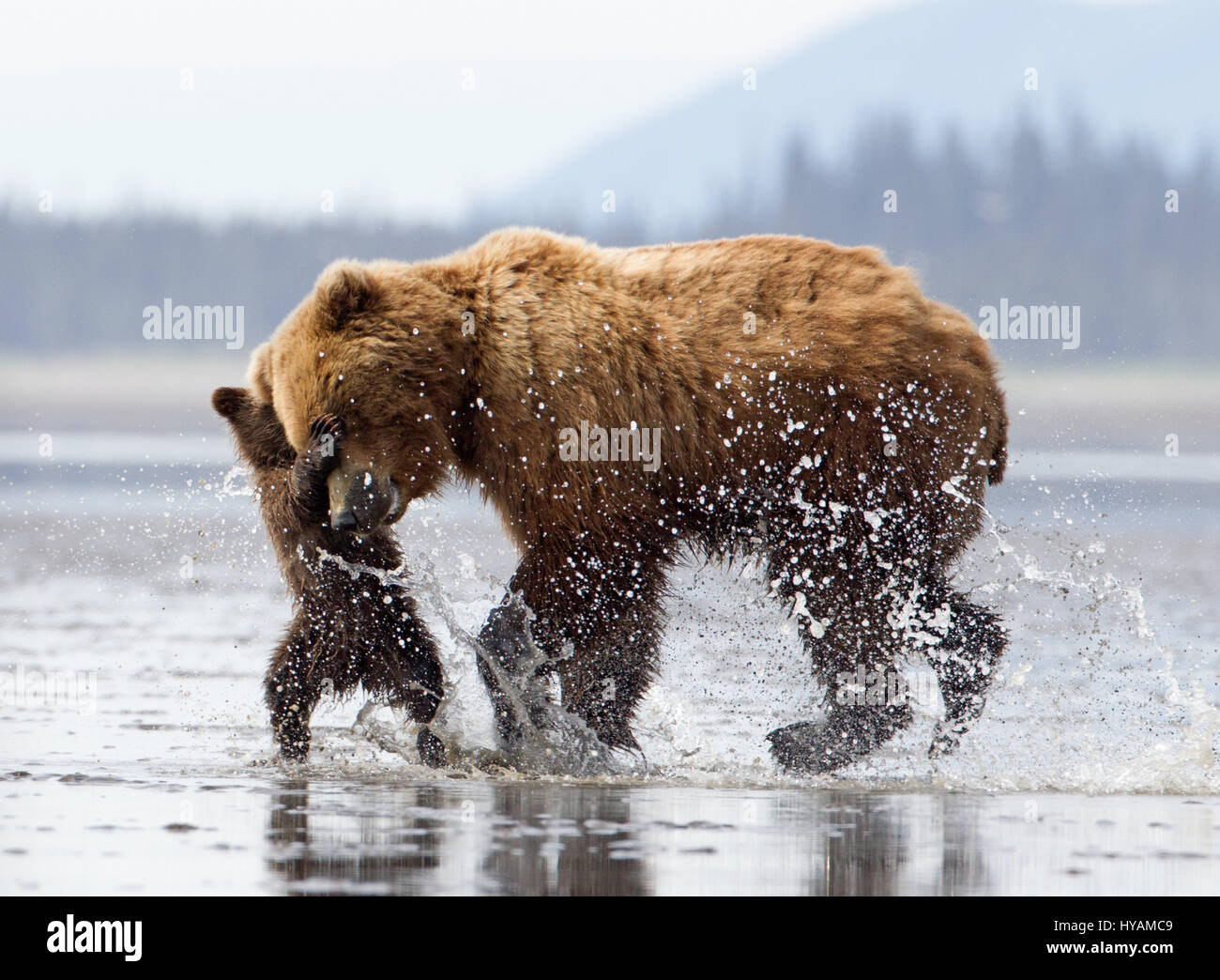 LAKE CLARKE, ALASKA: A BEARHUG sah noch nie so High-Speed, als diese Aufnahme eines 400-Pfund-Mutter-Bären zu seinen furchtlosen Baby gelaufen, so dass das paar liebevoll umarmen können. Weitere herzerwärmende Bilder zeigen zwei niedliche jungen Ringen, racing einander und die Jagd nach Muscheln. Kanadische Natur-Fotograf Marc Latremouille (47) reiste zum Alaskas Lake Clarke National Park zu fotografieren die Braunbären, die dort zu machen. Stockfoto