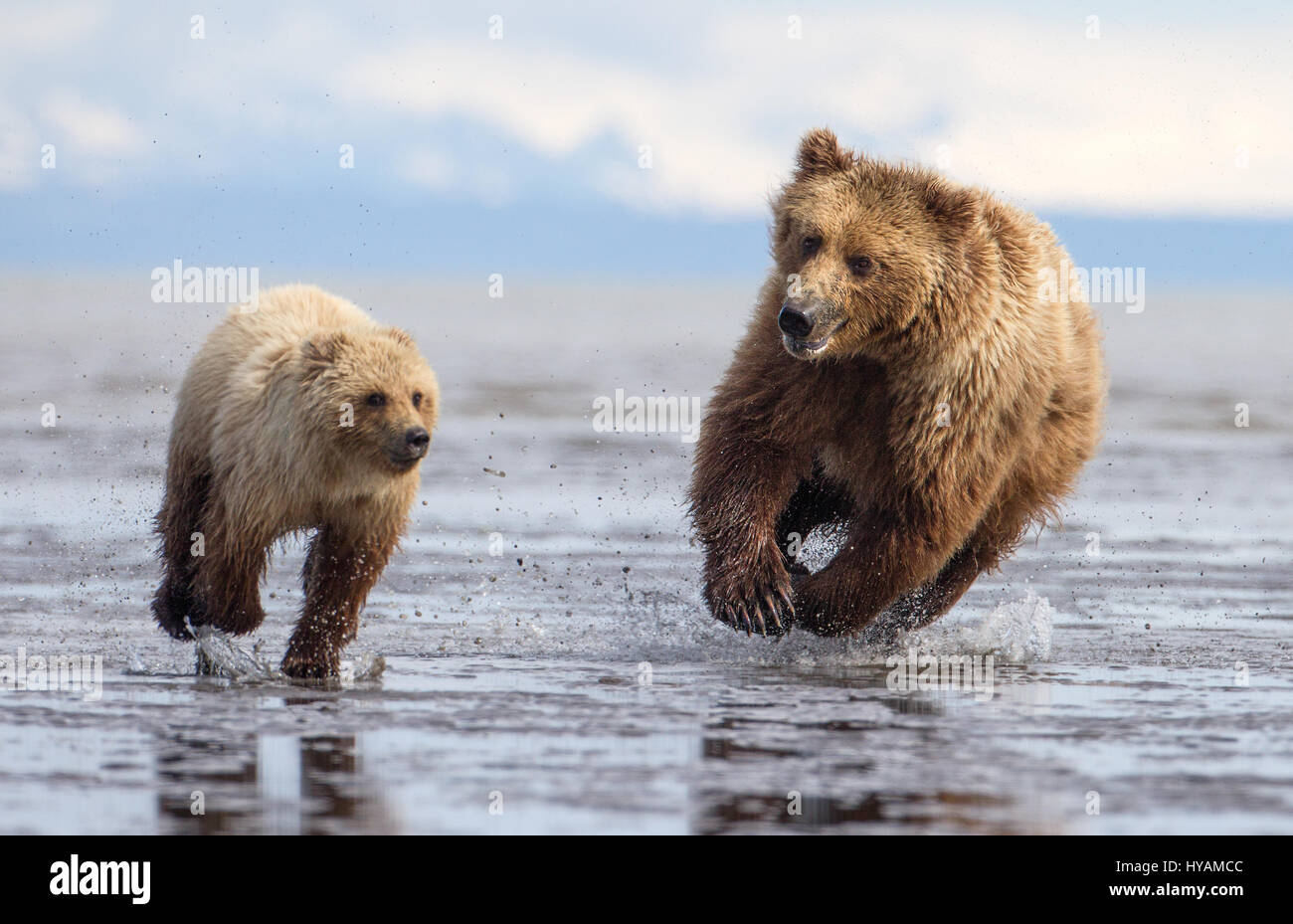 LAKE CLARKE, ALASKA: A BEARHUG sah noch nie so High-Speed, als diese Aufnahme eines 400-Pfund-Mutter-Bären zu seinen furchtlosen Baby gelaufen, so dass das paar liebevoll umarmen können. Weitere herzerwärmende Bilder zeigen zwei niedliche jungen Ringen, racing einander und die Jagd nach Muscheln. Kanadische Natur-Fotograf Marc Latremouille (47) reiste zum Alaskas Lake Clarke National Park zu fotografieren die Braunbären, die dort zu machen. Stockfoto