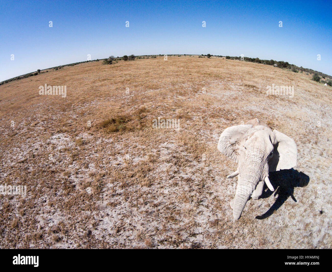 CHOBE Nationalpark, BOTSWANA: An Afrika Elefant. Eine Drohne ist auf einer Safari im tiefsten Afrika gegangen. Die mächtigen Tiere Afrikas ist von Löwen und Gnus, Elefanten und Giraffen in dieser 500-Füße hoch Drohne-Auge Ansicht des Kontinents zu sehen. Fotograf Paul Souders (53) nahm seine DJI Phantom Vision 2 + Drohne auf einer langen Reise 10,000 Meile von seinem Haus in Seattle, USA nach Botswana im südlichen Afrika. Seine Bilder zeigen wie die Tierarten reagieren auf die außerirdische Präsenz der Drohne, während er einfach entspannt und seine Maschine macht die ganze harte Arbeit. Stockfoto