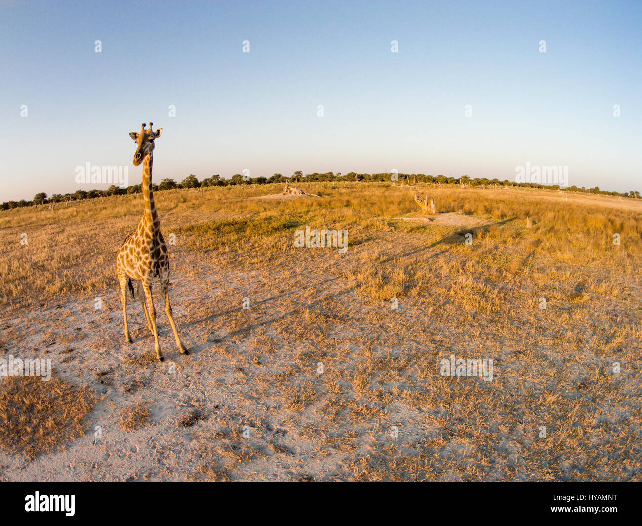 CHOBE Nationalpark, BOTSWANA: Der Giraffenhals geht, solange die Drohne hoch ist. Eine Drohne ist auf einer Safari im tiefsten Afrika gegangen. Die mächtigen Tiere Afrikas ist von Löwen und Gnus, Elefanten und Giraffen in dieser 500-Füße hoch Drohne-Auge Ansicht des Kontinents zu sehen. Fotograf Paul Souders (53) nahm seine DJI Phantom Vision 2 + Drohne auf einer langen Reise 10,000 Meile von seinem Haus in Seattle, USA nach Botswana im südlichen Afrika. Seine Bilder zeigen wie die Tierarten reagieren auf die außerirdische Präsenz der Drohne, während er einfach entspannt und seine Maschine macht die ganze harte Arbeit. Stockfoto