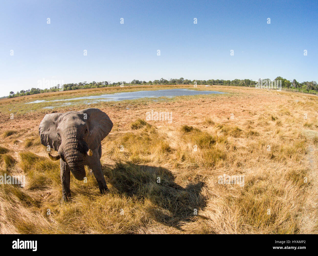 CHOBE Nationalpark, BOTSWANA: Eine große männliche Elefantenbulle befasst sich aggressiv mit der Drohne. Eine Drohne ist auf einer Safari im tiefsten Afrika gegangen. Die mächtigen Tiere Afrikas ist von Löwen und Gnus, Elefanten und Giraffen in dieser 500-Füße hoch Drohne-Auge Ansicht des Kontinents zu sehen. Fotograf Paul Souders (53) nahm seine DJI Phantom Vision 2 + Drohne auf einer langen Reise 10,000 Meile von seinem Haus in Seattle, USA nach Botswana im südlichen Afrika. Seine Bilder zeigen wie die Tierarten reagieren auf die außerirdische Präsenz der Drohne, während er einfach entspannt und seine Maschine alle schwer Wor tut Stockfoto