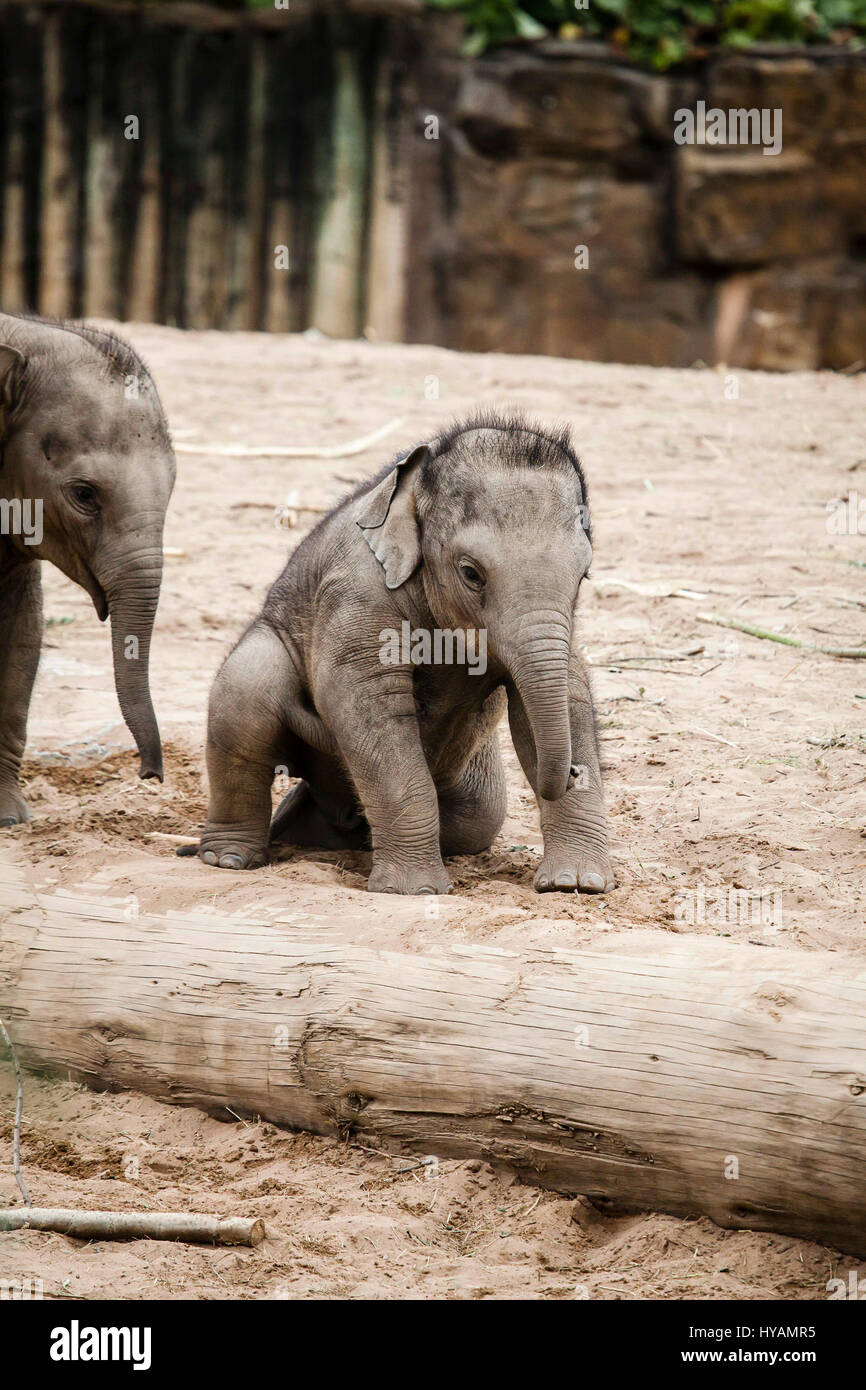 CHESTER ZOO, UK: Asiatischer Elefant Hari (links) stürzt sich auf Kollegen-Baby Bala (rechts). Asiatischer Elefant Hari (L) stürzt sich auf Kollegen-Baby Bala (R). Asiatischer Elefant Hari (L) stürzt sich auf Kollegen-Baby Bala (R). Asiatischer Elefant Hari (L) stürzt sich auf Kollegen-Baby Bala (R). ZWEI BABY-Elefanten wurden vor der Kamera genießen einen Ringkampf gefangen. Bilder zeigen wie einjährige Elefanten Baby Bala ist stürzten sich auf von zwei Jahre alten Hari während ihr Rücken gekehrt ist. Trotz der "Überraschungsangriff" Bala geschafft abschütteln Haris verspielt Hinterhalt und das Paar ging weg als feste Freunde zusammen. Ehemaliger Beamter wandte sich Haustier photographe Stockfoto