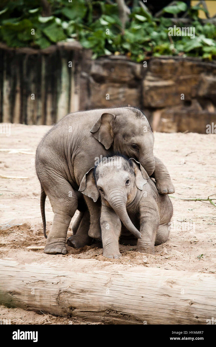 CHESTER ZOO, UK: Asiatischer Elefant Hari (links) stürzt sich auf Kollegen-Baby Bala (rechts). Asiatischer Elefant Hari (L) stürzt sich auf Kollegen-Baby Bala (R). Asiatischer Elefant Hari (L) stürzt sich auf Kollegen-Baby Bala (R). Asiatischer Elefant Hari (L) stürzt sich auf Kollegen-Baby Bala (R). ZWEI BABY-Elefanten wurden vor der Kamera genießen einen Ringkampf gefangen. Bilder zeigen wie einjährige Elefanten Baby Bala ist stürzten sich auf von zwei Jahre alten Hari während ihr Rücken gekehrt ist. Trotz der "Überraschungsangriff" Bala geschafft abschütteln Haris verspielt Hinterhalt und das Paar ging weg als feste Freunde zusammen. Ehemaliger Beamter wandte sich Haustier photographe Stockfoto