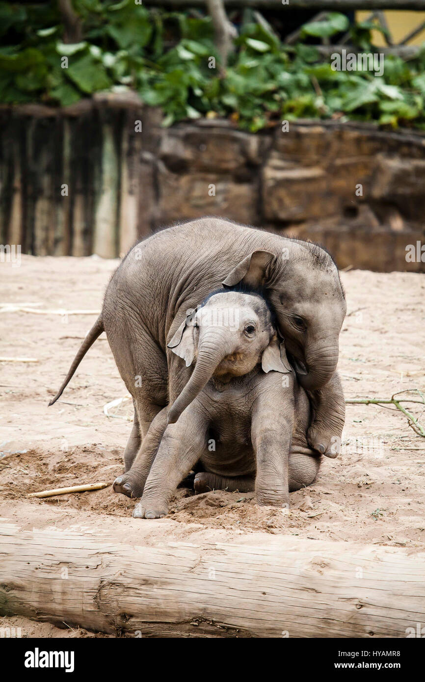 CHESTER ZOO, UK: Asiatischer Elefant Hari (links) stürzt sich auf Kollegen-Baby Bala (rechts). Asiatischer Elefant Hari (L) stürzt sich auf Kollegen-Baby Bala (R). Asiatischer Elefant Hari (L) stürzt sich auf Kollegen-Baby Bala (R). Asiatischer Elefant Hari (L) stürzt sich auf Kollegen-Baby Bala (R). ZWEI BABY-Elefanten wurden vor der Kamera genießen einen Ringkampf gefangen. Bilder zeigen wie einjährige Elefanten Baby Bala ist stürzten sich auf von zwei Jahre alten Hari während ihr Rücken gekehrt ist. Trotz der "Überraschungsangriff" Bala geschafft abschütteln Haris verspielt Hinterhalt und das Paar ging weg als feste Freunde zusammen. Ehemaliger Beamter wandte sich Haustier photographe Stockfoto