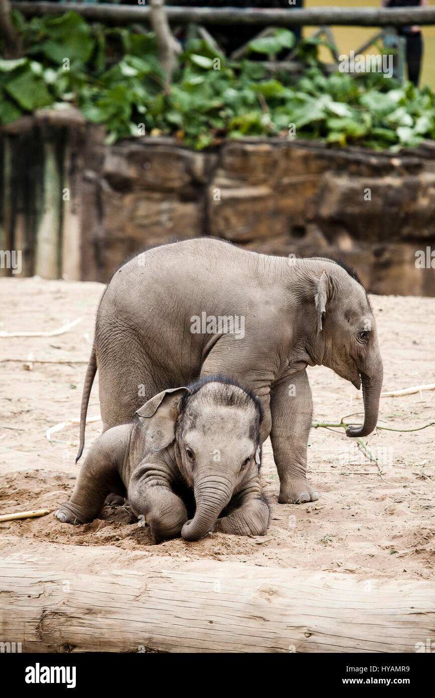 Der ZOO von CHESTER, UK: Asiatischer Elefant Hari (wieder) stürzt sich auf Kollegen-Baby Bala (vorne). Asiatischer Elefant Hari (L) stürzt sich auf Kollegen-Baby Bala (R). Asiatischer Elefant Hari (L) stürzt sich auf Kollegen-Baby Bala (R). Asiatischer Elefant Hari (L) stürzt sich auf Kollegen-Baby Bala (R). ZWEI BABY-Elefanten wurden vor der Kamera genießen einen Ringkampf gefangen. Bilder zeigen wie einjährige Elefanten Baby Bala ist stürzten sich auf von zwei Jahre alten Hari während ihr Rücken gekehrt ist. Trotz der "Überraschungsangriff" Bala geschafft abschütteln Haris verspielt Hinterhalt und das Paar ging weg als feste Freunde zusammen. Ehemaliger Beamter wandte sich Haustier photographe Stockfoto