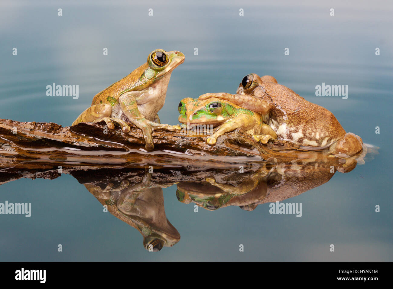 LIVERPOOL, UK: Fotograf Mark Bridger. Kermit Protokoll und seine Freunde zu treffen, wie die Gruppe der niedlichen Laubfrösche eine auf einem schwimmenden Klumpen aus Holz Pause. Während zwei Frösche versuchen auf ihre Schiffchen Protokoll-Stapel zu Regeln, die sie versehentlich über einander – auch kraxeln direkt auf einander chum Augäpfel – bevor sie um ein Drittel schleimigen verbunden sind und jeder endlich den richtigen Sitzstangen Platz gefunden. Die komischen Bilder stammen von britischen Amateur-Fotografen Mark Bridger (46) aus West Malling in Kent während er Knowsley Safari Park in Liverpool besucht. Stockfoto