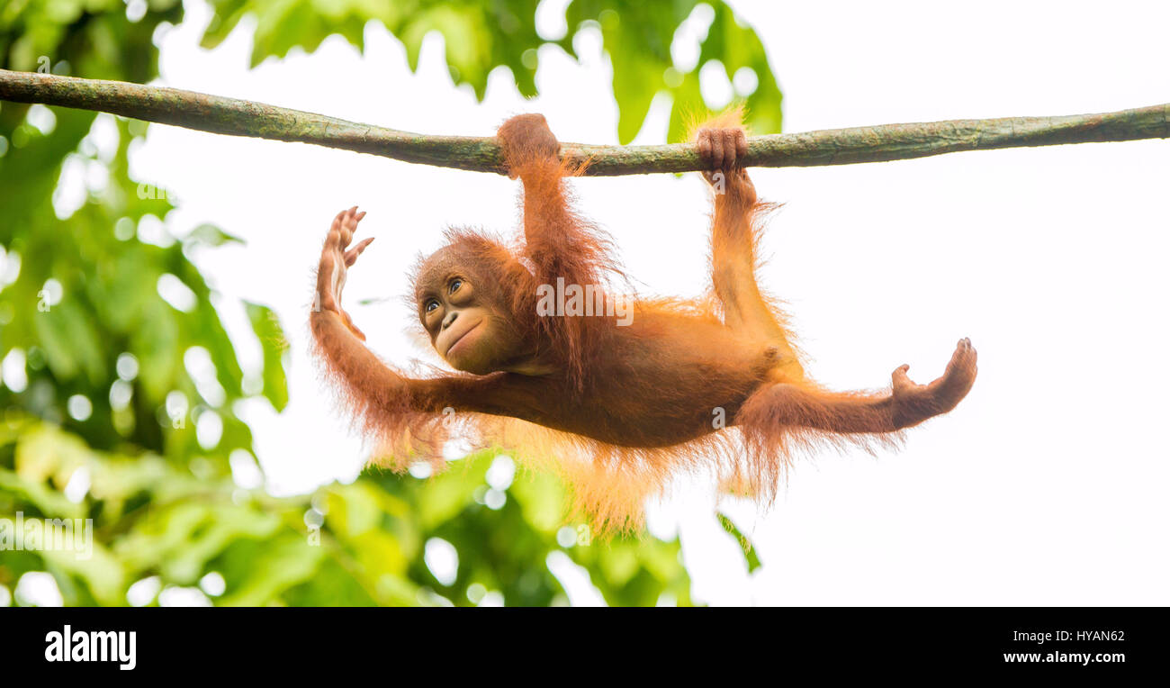 Singapur: Ein Orang-Utan-BABY sieht er Ballett durchführt, wie er von den Baumkronen baumelt. Andere Bilder zeigen, dass andere Mitglieder der fröhliche Band der Affen in den Bäumen zu spielen, als ein paar von Orang-Utans Ausgelassenheit zusammen man vorgibt, Ballett tun, während andere einen mitten in der Luft ist wee. Am Ende des Tages kann erschöpft Mama nur versuchen, um etwas Ruhe zu bekommen, wie die Jugendlichen weiter, um über den Kopf zu schwingen. Die herzerwärmende Bilder wurden von Singapur Fotografen c.s. Ling (30) auf der Insel zoologischen Gärten. Stockfoto